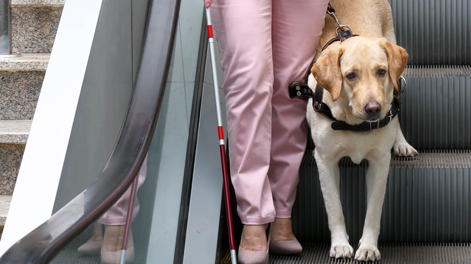 Assistance dogs & pets