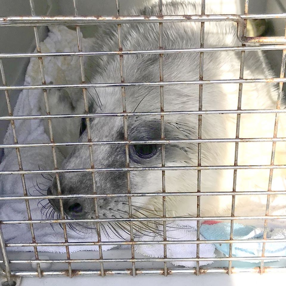 Blue Islands flies rescued seal pup to UK